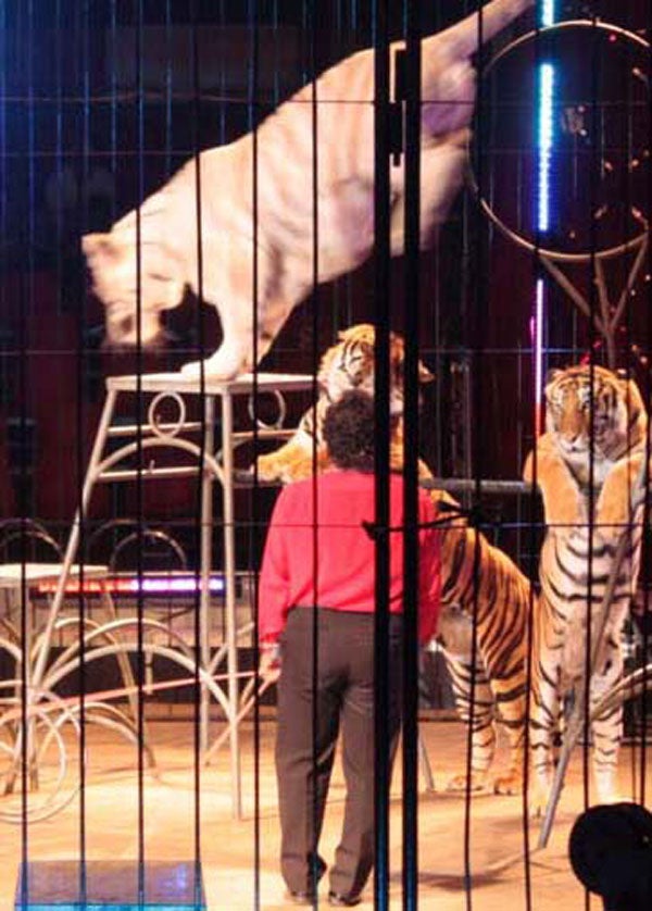 El neguit dels domadors (paràbola catalana en quatre imatges)