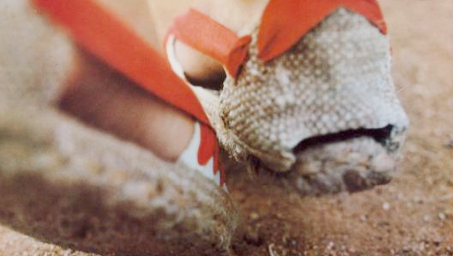 Organyà proclamada la 51a Ciutat Pubilla de la Sardana amb el poeta Vicenç Llorca