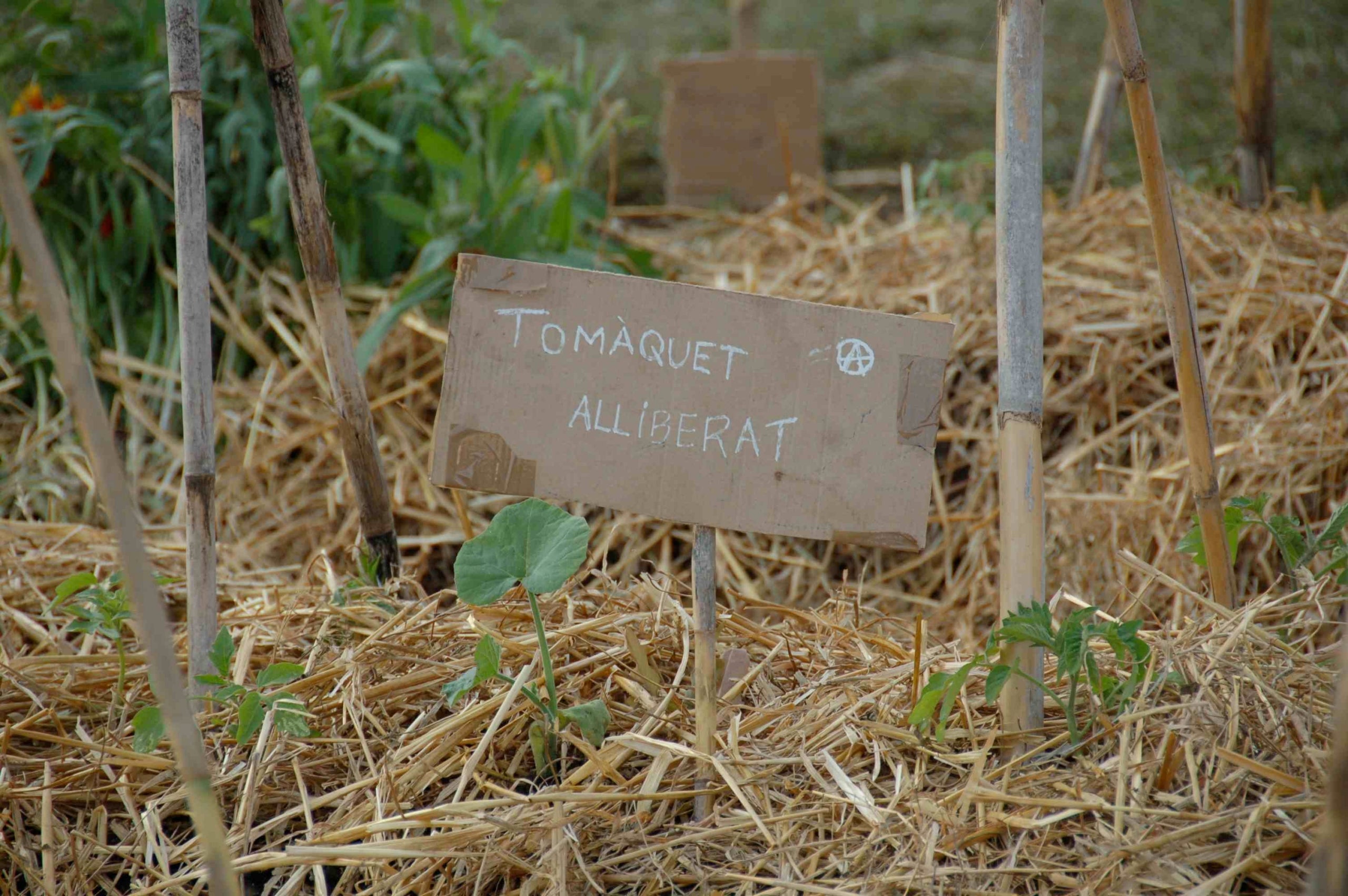 Alternatiu a què, moreno