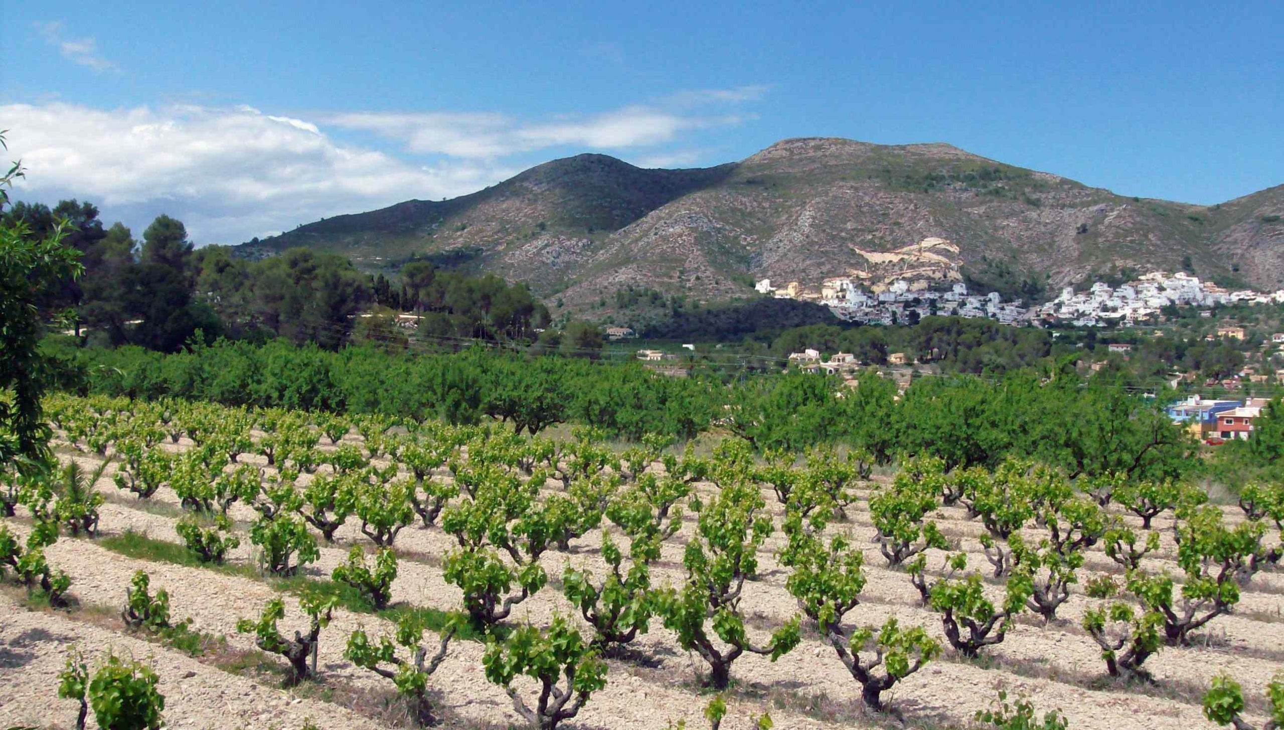 Desè aniversari de la Carta de Pego