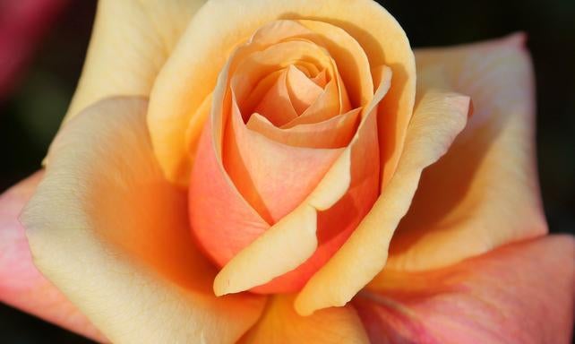 Es presenta ‘La Sardana’ al Concurs Internacional de Roses Noves.