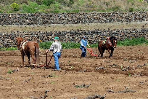 El cultiu de la vinya en vas