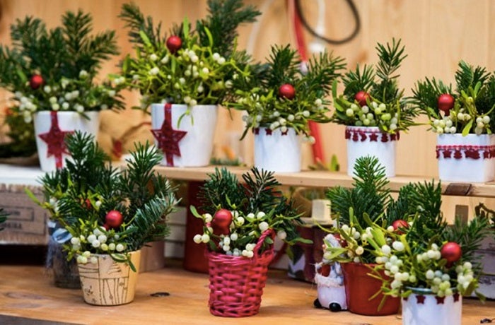 Per què regalem un ram de vesc?