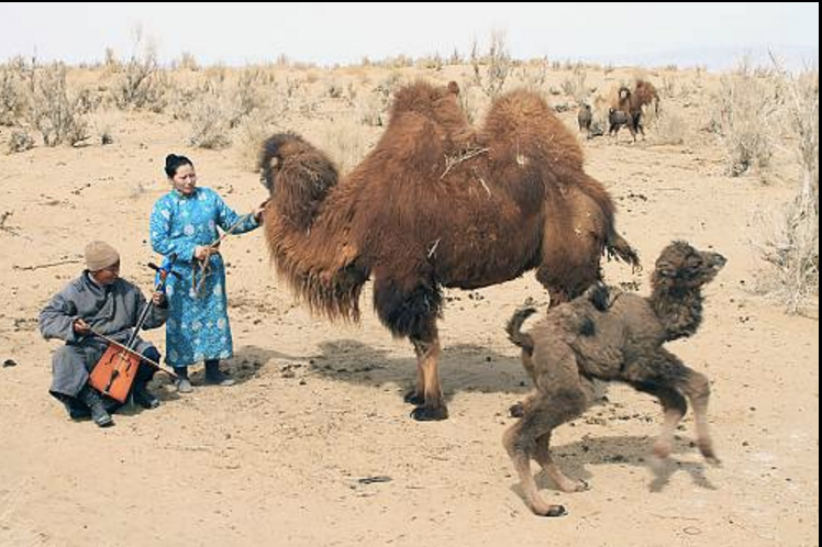 Ritual per amansir les camelles