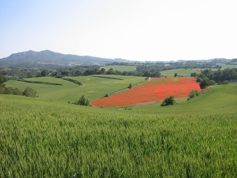 Imatge d'uns camps a la Baixa Segarra