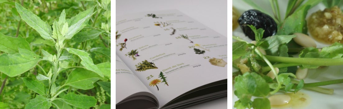 Les plantes silvestres, a taula