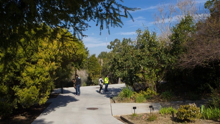 El saber tradicional de les plantes de Catalunya, recollit en un llibre 