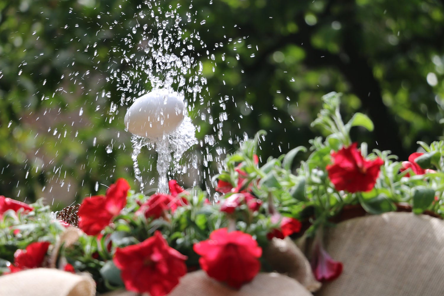 Més districtes, més ‘ous com balla’ i més catifes florals per celebrar el Corpus a Barcelona