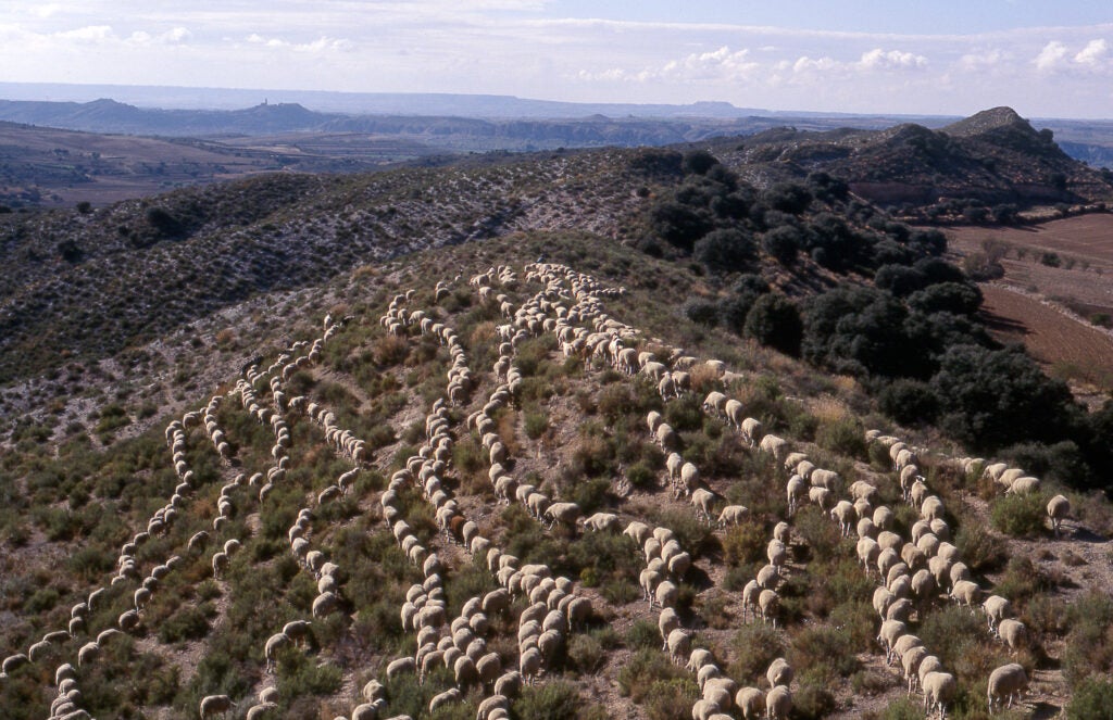 El congrés busca posar en valor la transhumància i reflexionar sobre els reptes actuals