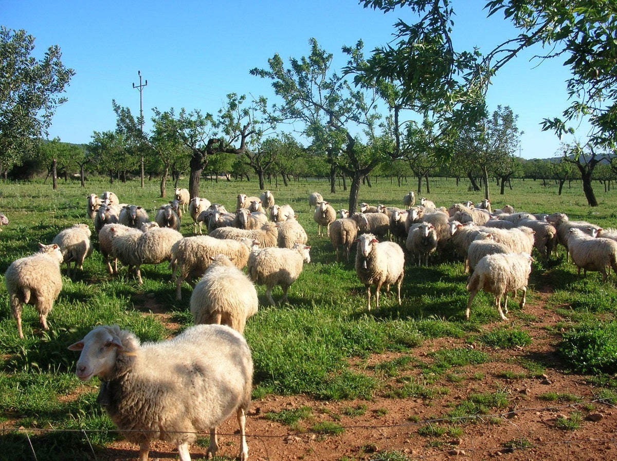 Ovelles pasturant a Raiguer (Mallorca) | Wikicommons