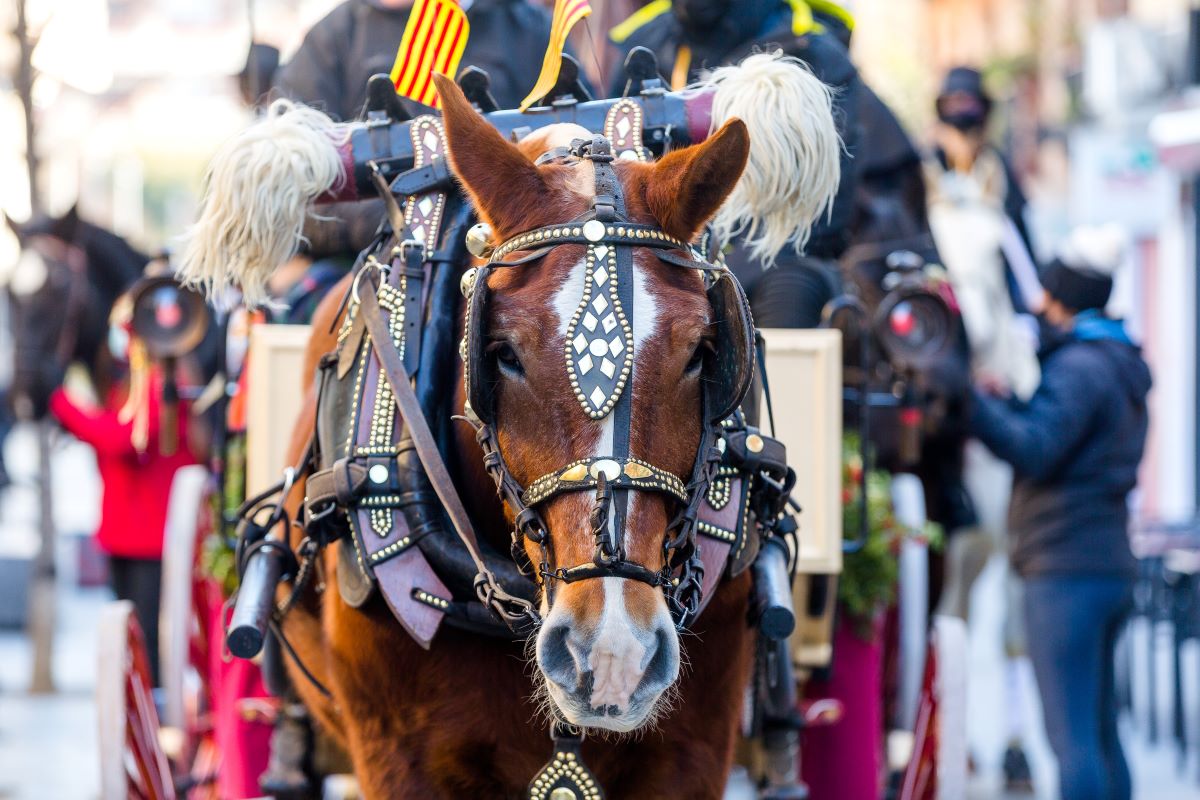 Cavall participant en el passant dels Tres Tombs | Núria Puentes